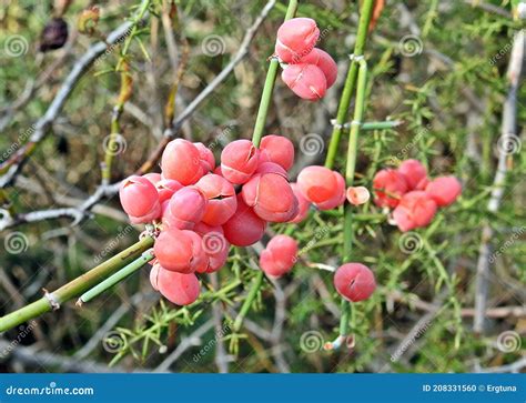 Ancient Medicinal Plant Ephedra Stock Photo - Image of genus, plant ...