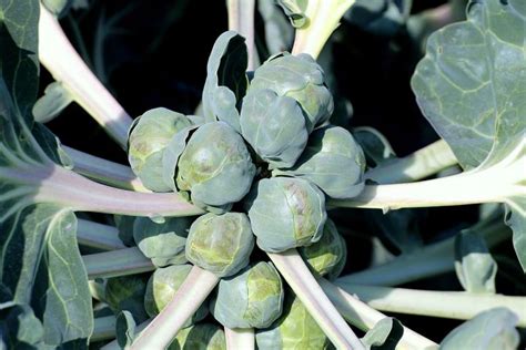 How to Plant, Grow, and Harvest Brussels Sprouts | The Old Farmer's Almanac