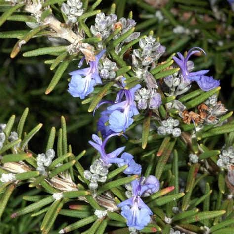 Creeping Rosemary | Star Nursery Garden and Rock Centers