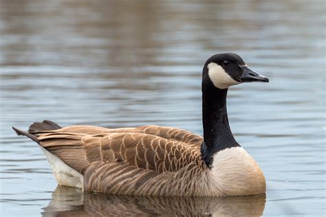 Canada Goose - NDOW