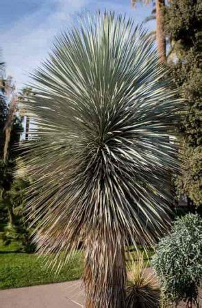 Yucca Rostrata Care: Growing The Blue Beaked Yucca Plant