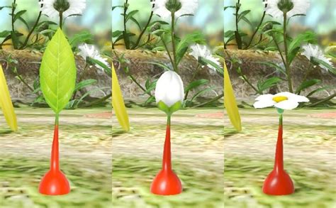 Seed - Pikipedia, the Pikmin wiki