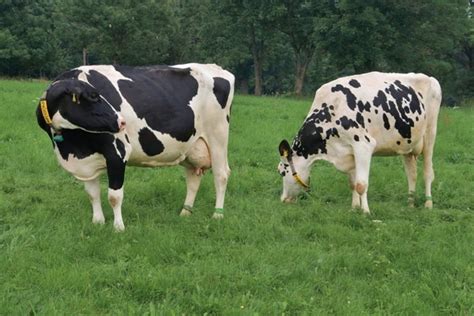 HF Cow Farming (Holstein Friesians), and Breed Profile | Agri Farming