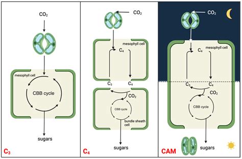 C3 Plants