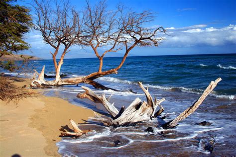 Beach Driftwood Fine Art Photography Photograph by James BO Insogna