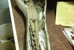 Ancient dolphin fossil found on Maryland shores (photos) - WTOP News