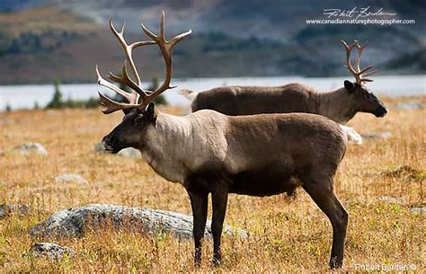 Alberta Wildlife Photography by Robert Berdan - The Canadian Nature Photographer