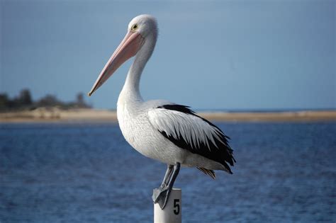 Australian Pelican Free Photo Download | FreeImages