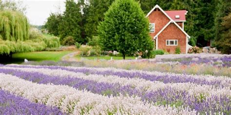 About - Sequim Lavender Experience