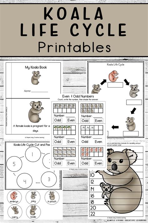 Koala Life Cycle Printables | Life cycles, Koala, Animal life cycles