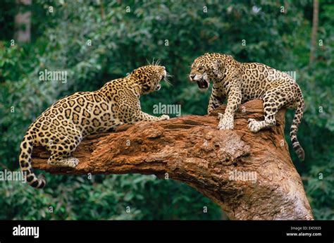 Jaguars fighting {Panthera onca} tropical rainforest, Brazil. Captive ...