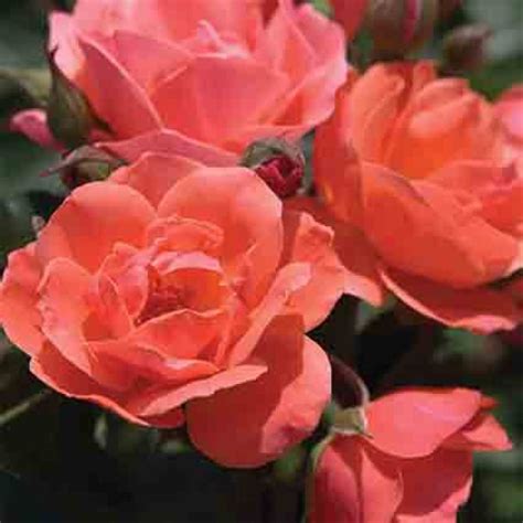 Coral Knockout Shrub Rose, Disease Resistant: Edmunds' Roses | Shrub roses, Planting roses ...