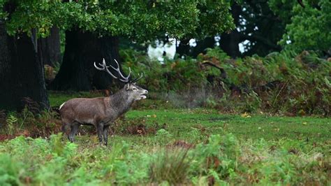 Fighting Deer Stock Video Footage - 4K and HD Video Clips | Shutterstock