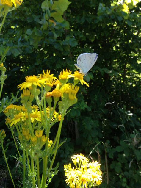 Common Ragwort - Friends of Heene Cemetery