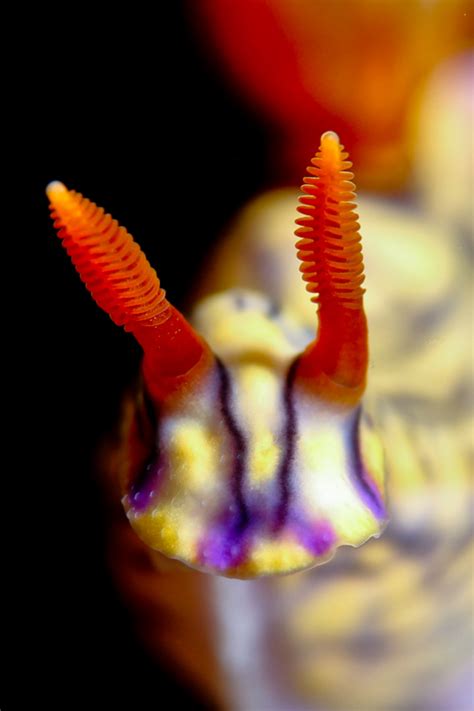 Amazing creatures of the Komodo National Park! | Komodo Dive Center