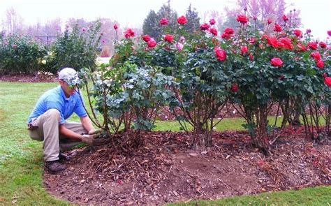 How to Trim Rose Bushes in Summer? Keep Them Blooming!