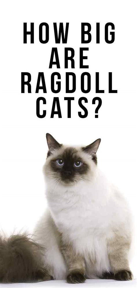 How Big Are Ragdoll Cats - Your Ragdoll Size Guide