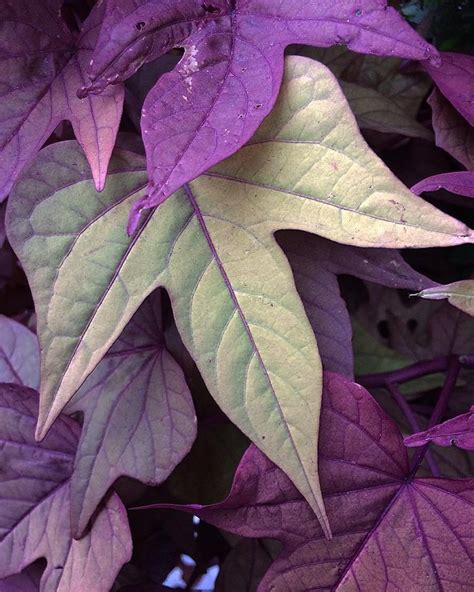 ipomoea batatas "Sweet Caroline Purple" ~ ornamental sweet potato vine | Mailbox garden, Purple ...