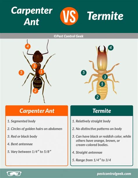 Carpenter Ants vs Termites - Pest Control Gurus