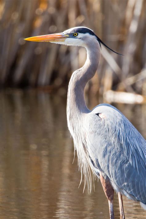 Great Blue Heron | Audubon Texas