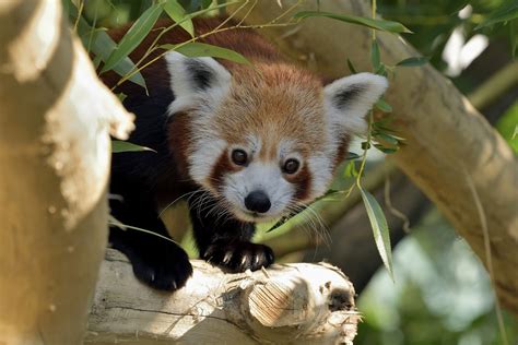 Zoo Vienna: Red Pandas move to expanded enclosure - Red Pandazine