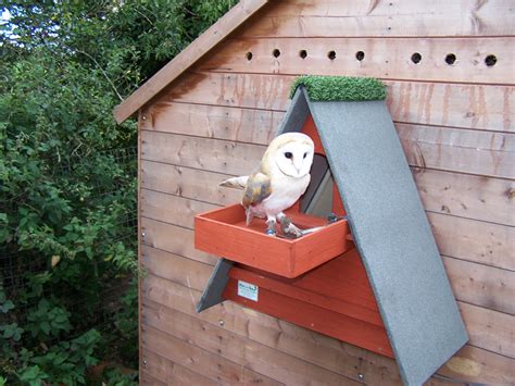 Red Cedar Barn Owl Box w/ Shelf - The Owl Box