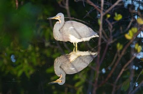 12 Types of Herons in Florida