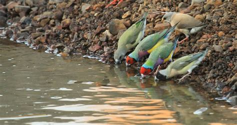 Gouldian & Australian Finch Diet & Seed Mixtures - Planet Aviary