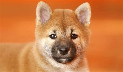 Dogecoin (DOGE) Taklitçileri: Shiba Inu ve Diğerleri - bitcoingazete