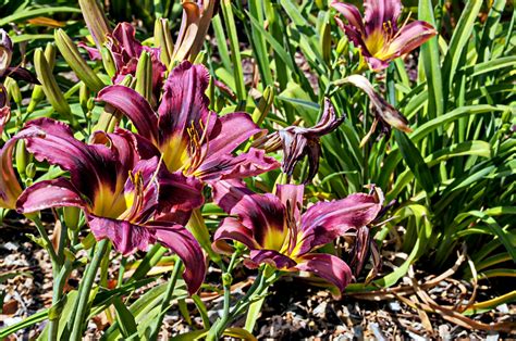 Purple Lilies Free Stock Photo - Public Domain Pictures