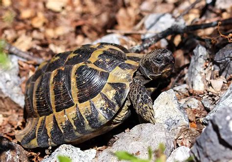 7 Smallest Tortoise Breeds That Stay Small