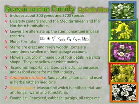 PPT - Brassicaceae Family By:Safia Nisar PowerPoint Presentation, free download - ID:2634840