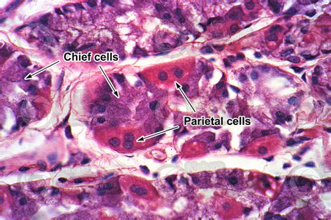 Stomach Histology Parietal Cells