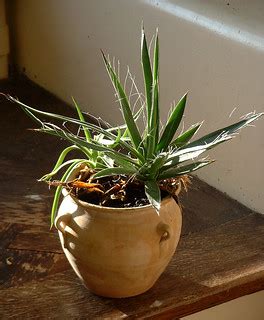 Cactus Plant | Cactus Plant in unglazed ceramic pot on a woo… | Flickr