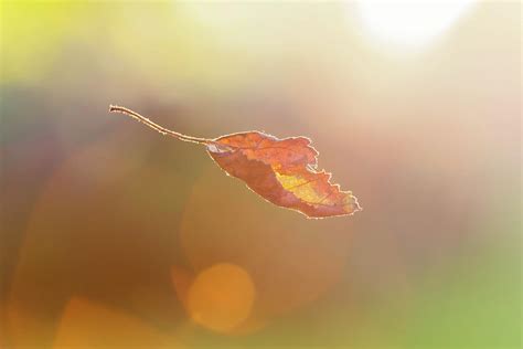 Autumn Leaf Falling From Tree by Verity E. Milligan