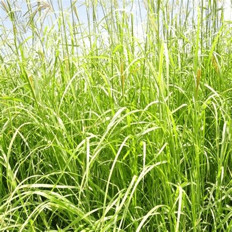 Rhodes Grass (1 KG) - Angro Seed Company