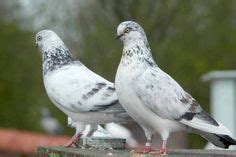 24 Tippler Pigeons ideas | pigeon, pigeon breeds, pigeon pictures