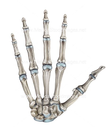 Skeleton Hand-Bones of the Hand Palmer View – Medical Stock Images Company