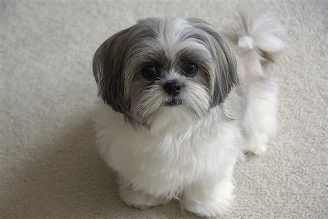 Pets: shih tzu