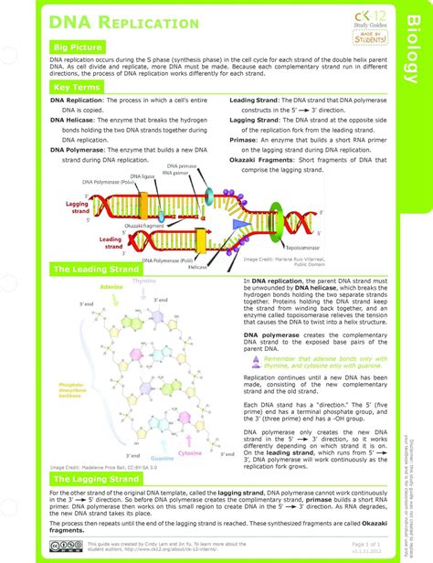 Dna Replication Worksheet Answer Key Quizlet - DNA Replication Enzymes Biology Homework ...