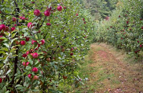 Hillside Apple Orchard 6 - Hillside Orchard Farms