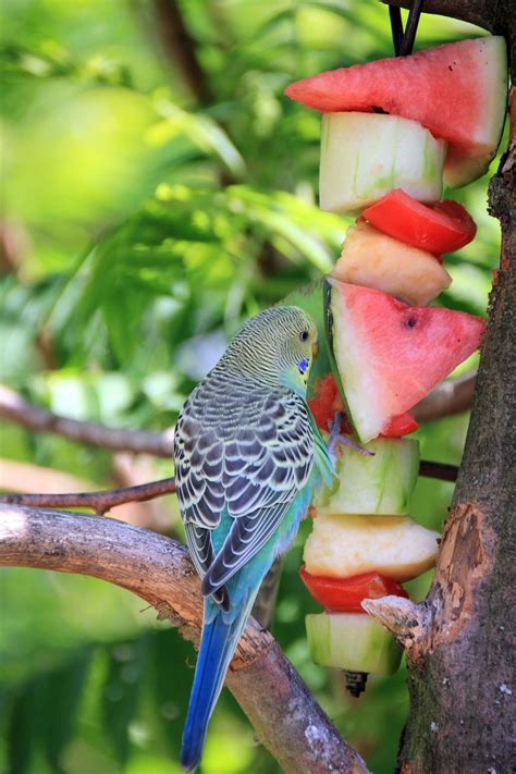 The Healthiest Diet for Parakeets/Budgerigars | I Love Parakeets | Budgies bird, Budgies, Parakeet