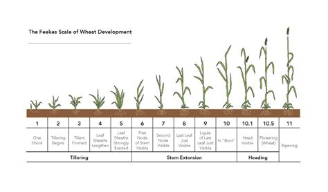 Growth Stages chart