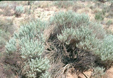 Shrublands - Range Types of North America