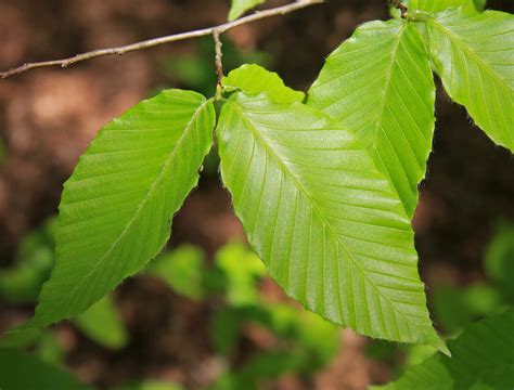 File:Fagus grandifolia beech leaves close.jpg