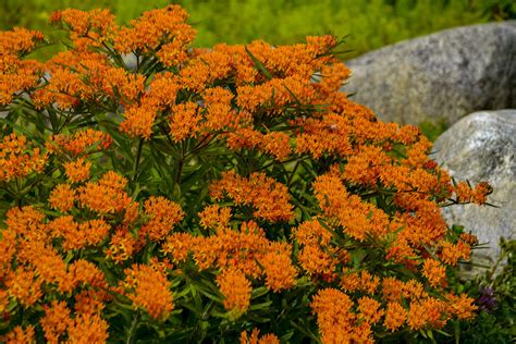 Butterfly Weed - Asclepias tuberosa | Proven Winners