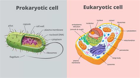 Prokaryotic Cell vs. Eukaryotic Cell: Major Differences