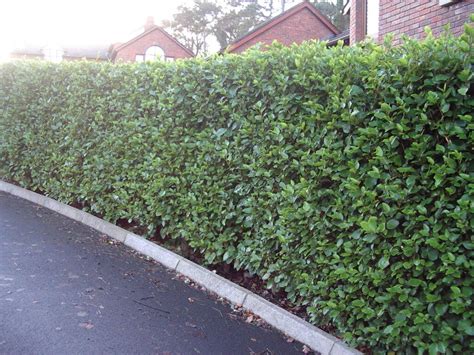 20 Griselinia Evergreen Hedging Plants, New Zealand Laurel.Grows 60cm+ / Year | eBay