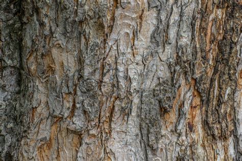 Free photo: Tree Bark - Bark, Flora, Grain - Free Download - Jooinn