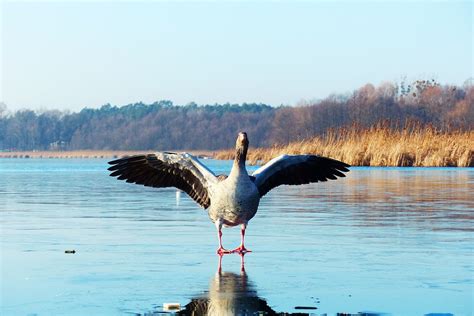 Goose On Ice Bird The Wings Spread - Free photo on Pixabay - Pixabay